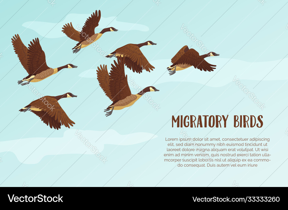 Migratory birds background with text Vector Image