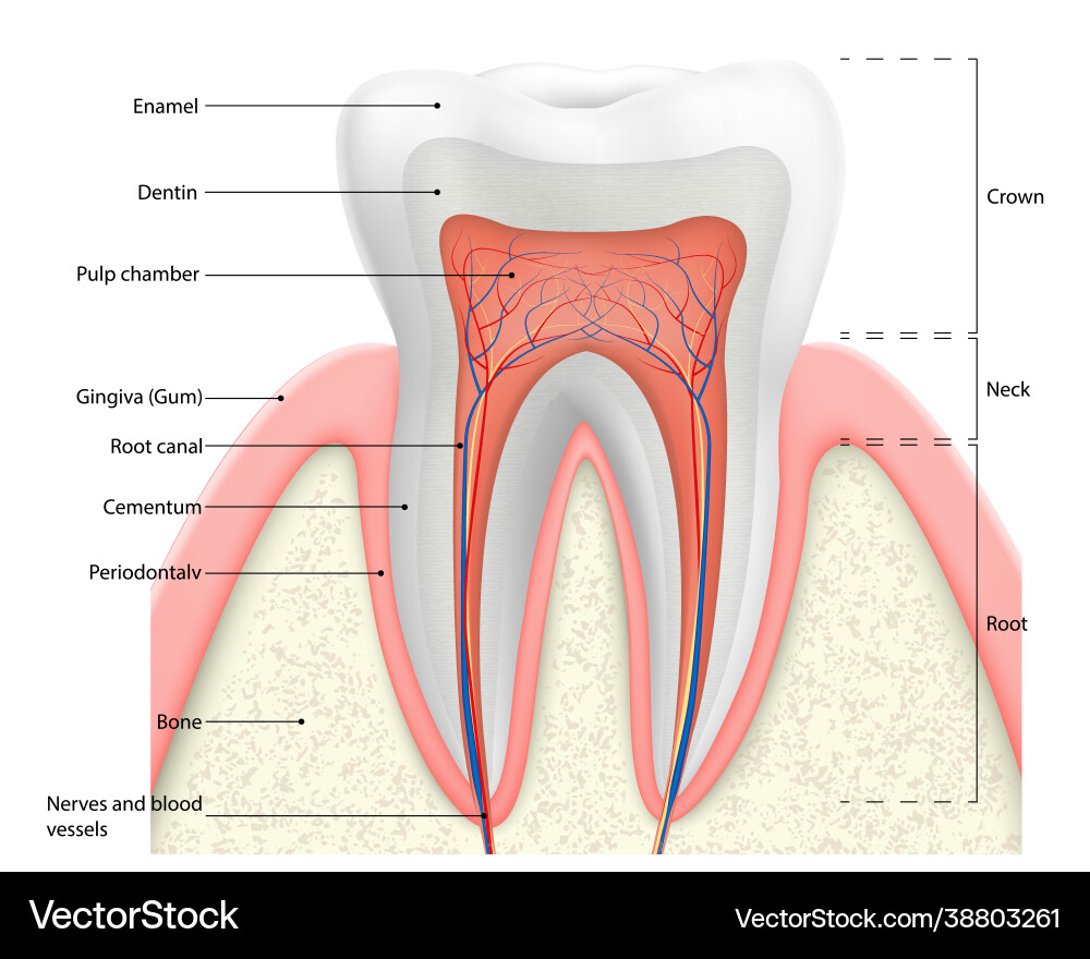 Human tooth structure diagram anatomy Human tooth structure diagram anatomy vector image