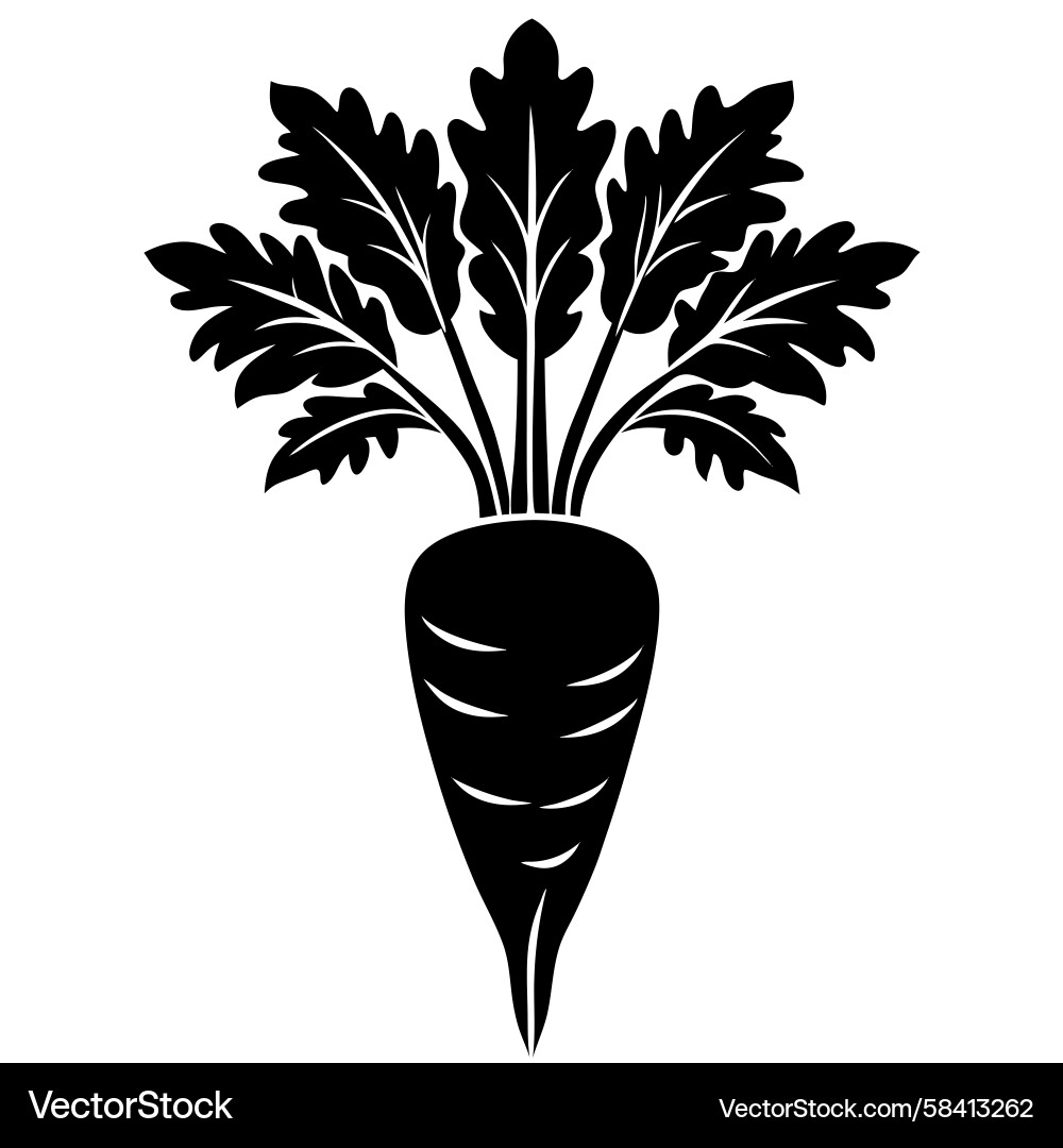 Parsnip Silhouette Vector Image