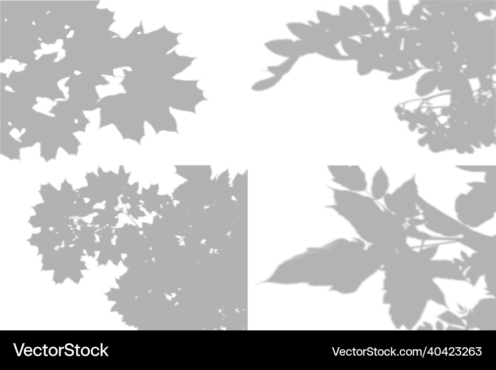 4 summer background shadows from maple leaves Vector Image