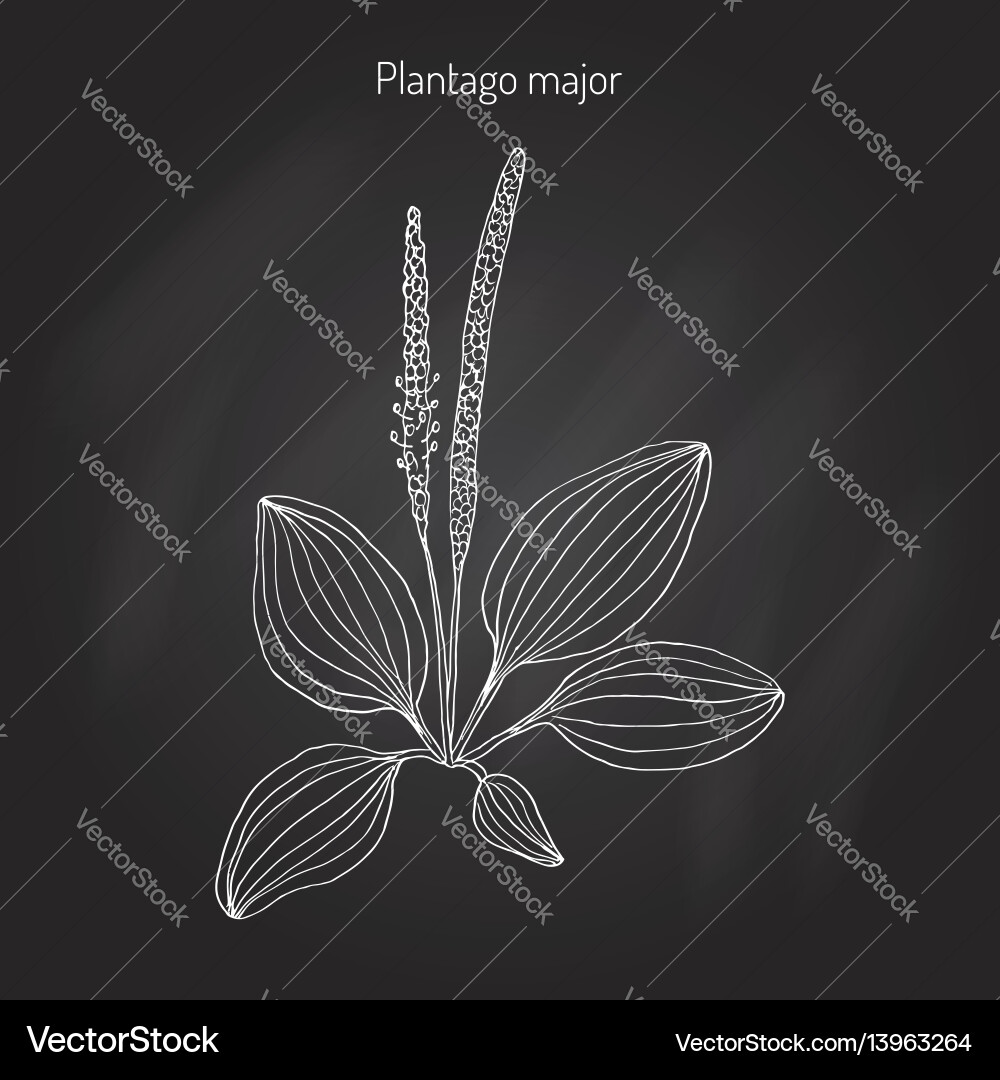 Great plantain plantago major - medicinal plant Great plantain plantago major - medicinal plant vector image