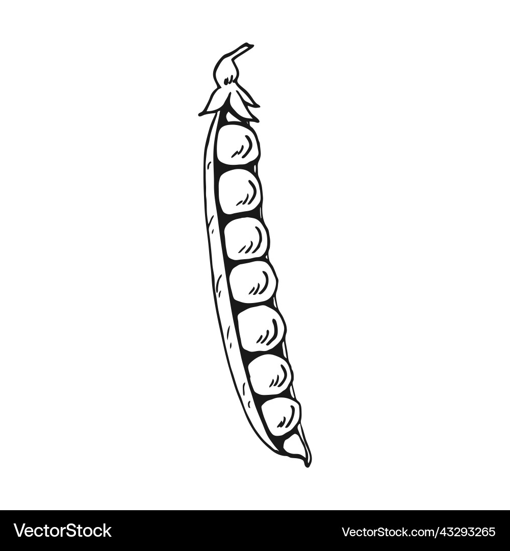 Pea pod skizze hand gezogen konvertiert Pea pod skizze hand gezogen konvertiert vektorbild