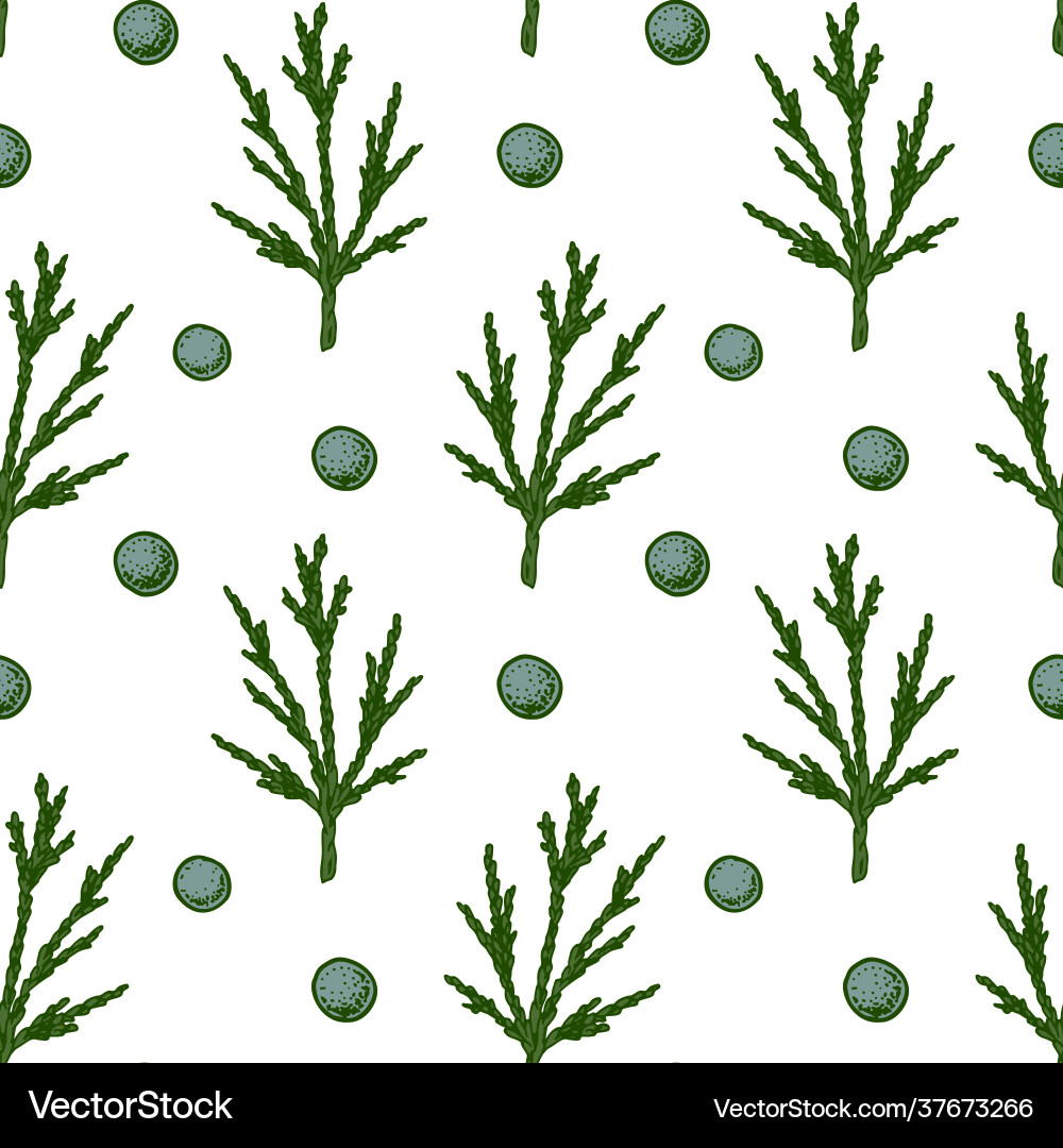 Green Juniper Branch Pattern Vector Image