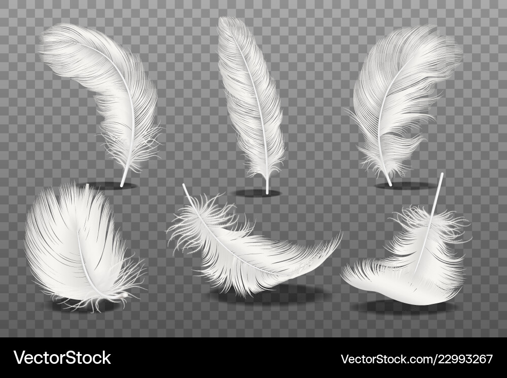 Falling White Feathers - Realistisches Set Vektorbild