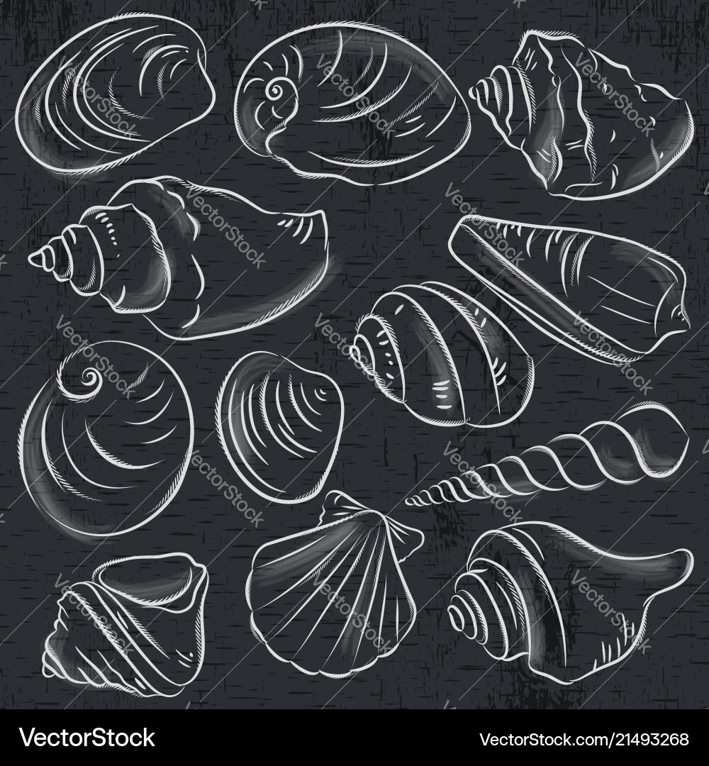 Set of different types clams and shells Set of different types clams and shells vector image