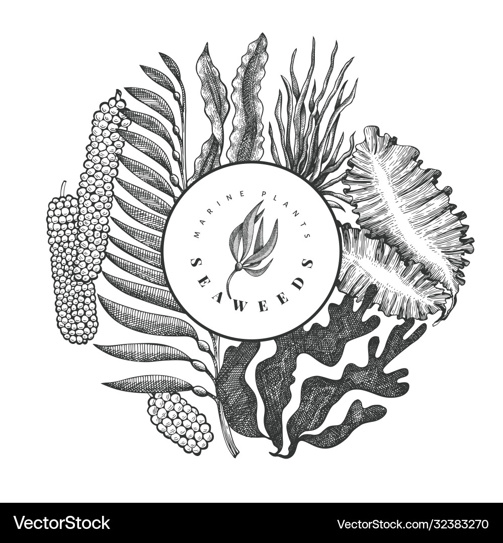 Seaweed design template hand drawn seaweeds Vector Image
