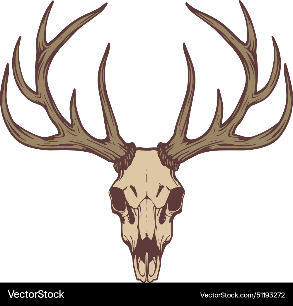 Deer Skull Artwork Vector Image
