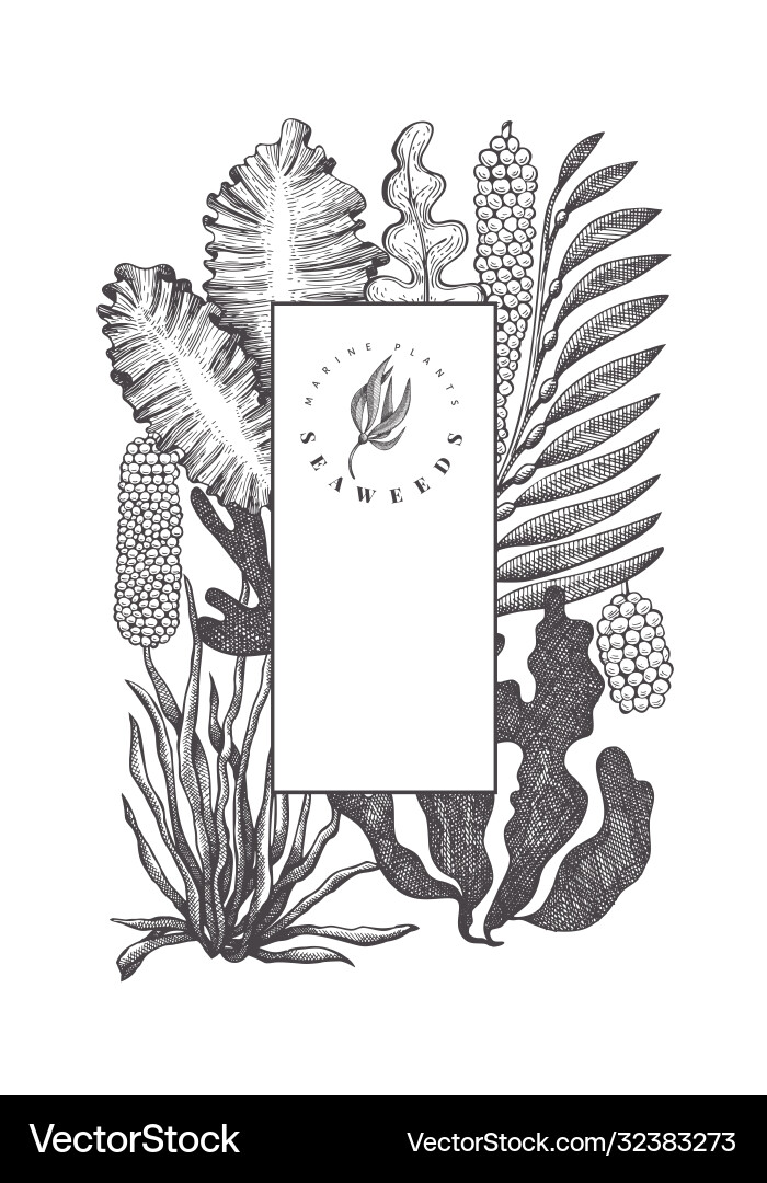 Seaweed design template hand drawn seaweeds Vector Image