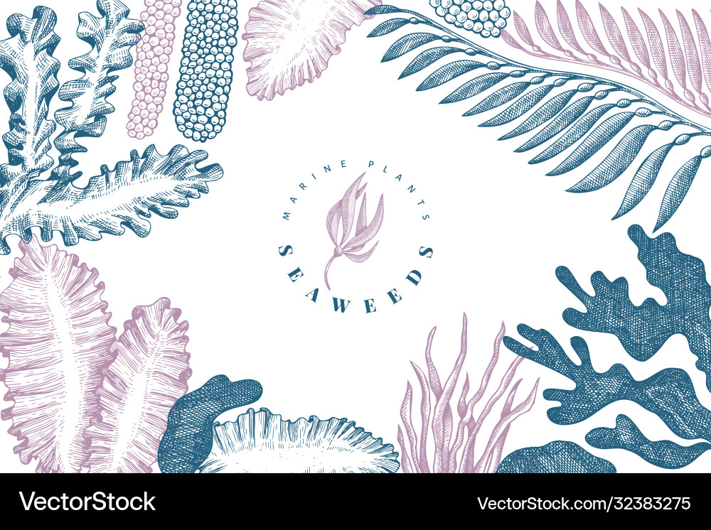 Seaweed design template hand drawn seaweeds Vector Image
