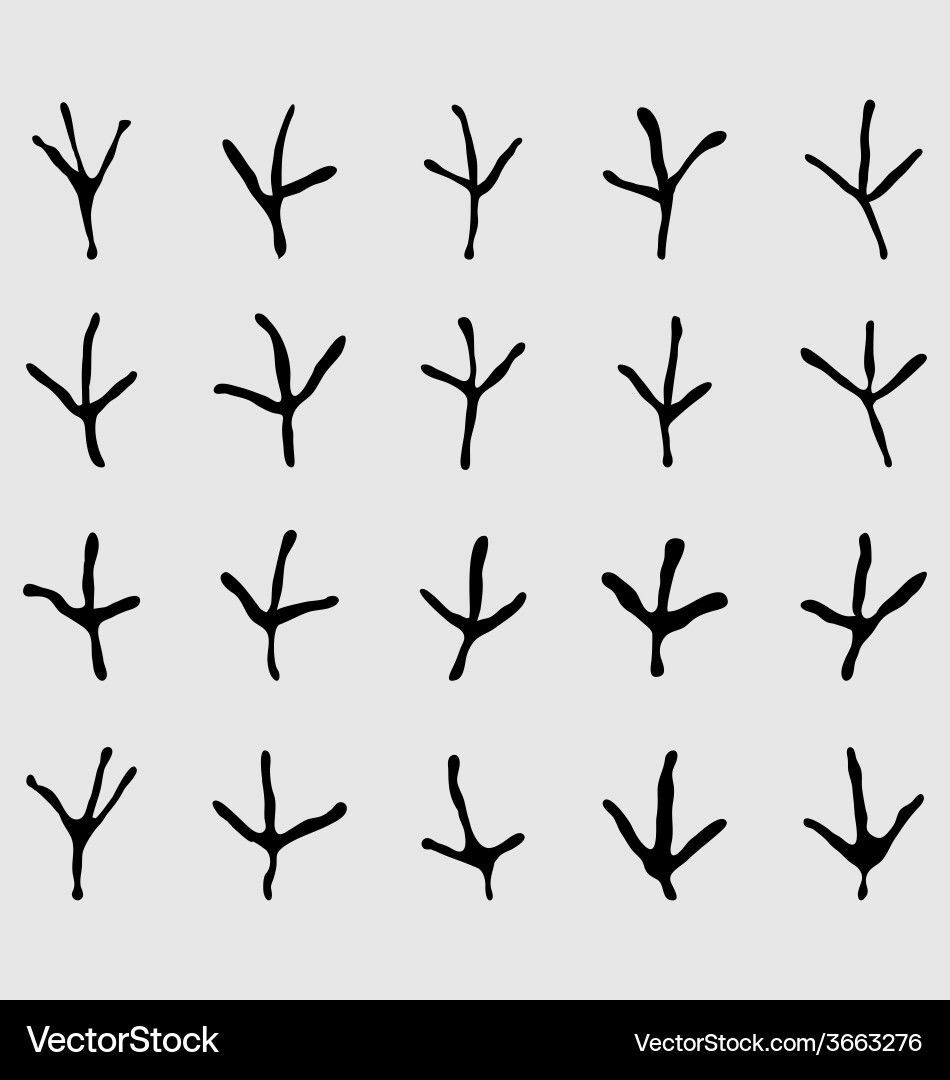 Bird Tracks Pattern vector image
