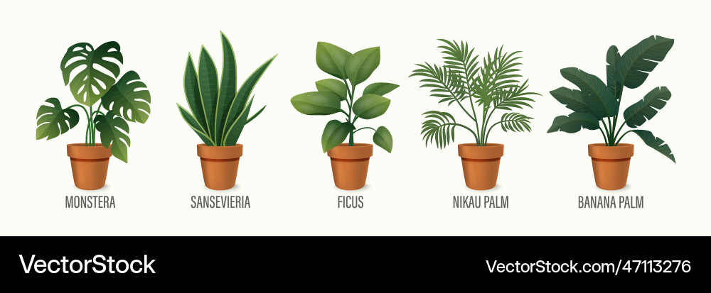 House plant in pot icon set - monstera vector image