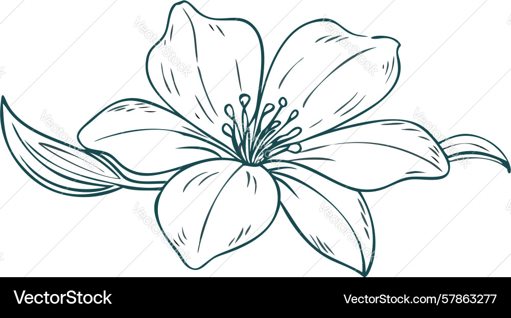 Elegant single lily flower design generative ai Vector Image