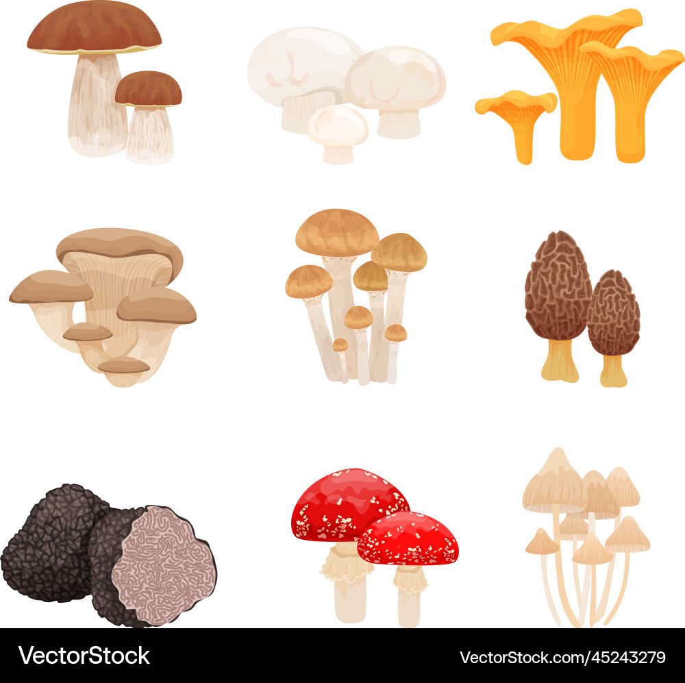 Mushrooms species flat set Mushrooms species flat set vector image