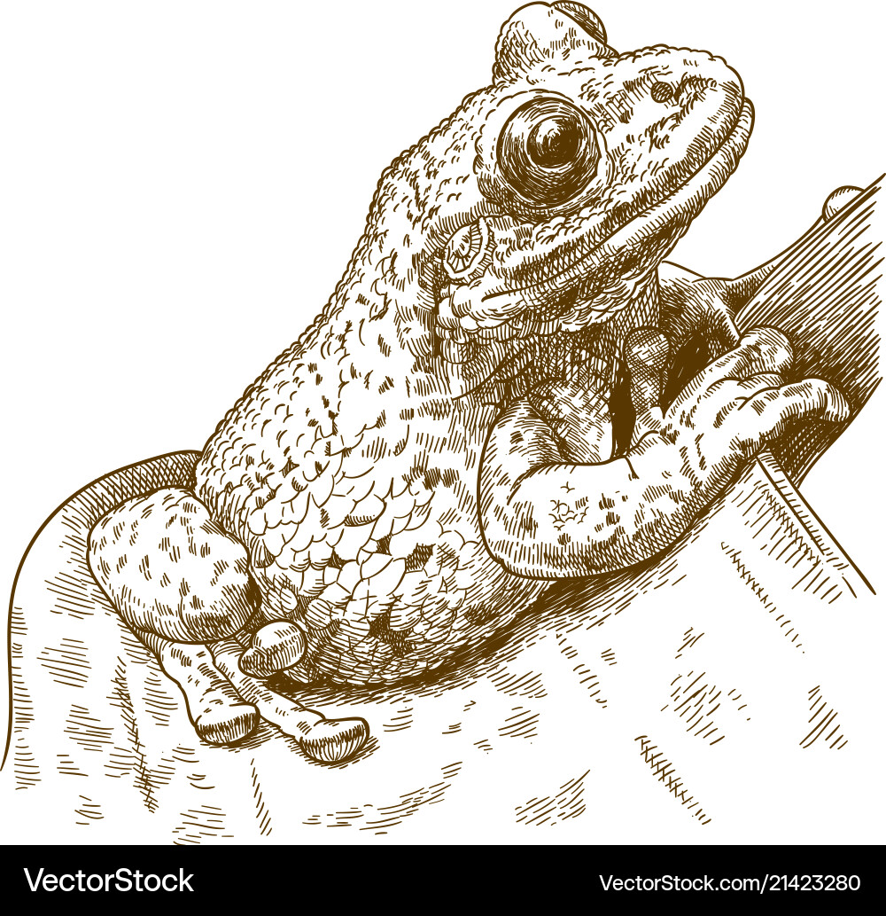 Gravur von schwarz gefleckten Casque-headed Baumfrog Gravur von schwarz gefleckten Casque-headed Baumfrog vektorbild