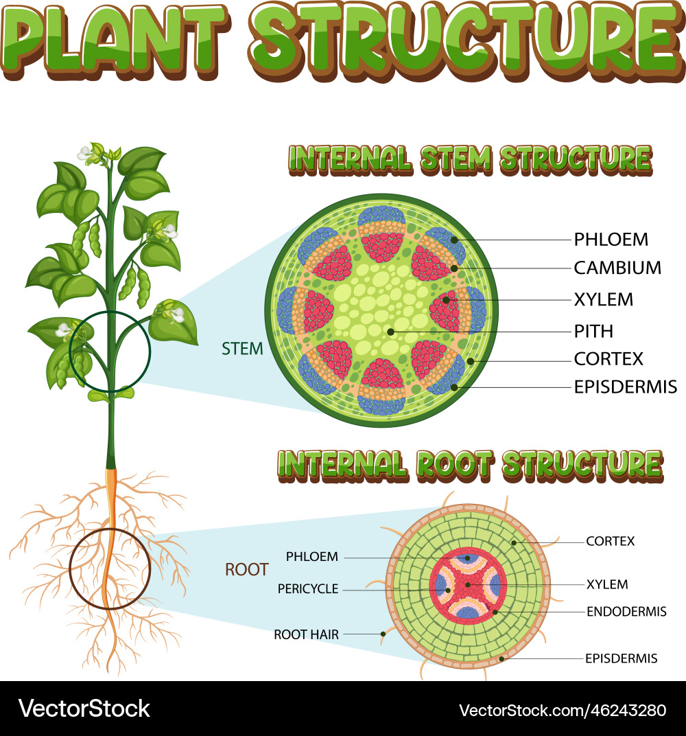 Stem System: Support and Transport