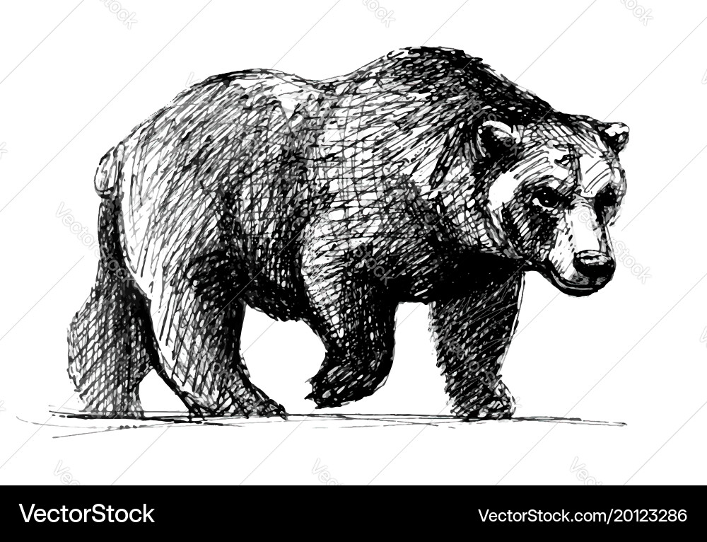 Walking bear Royalty Free Vector Image - VectorStock