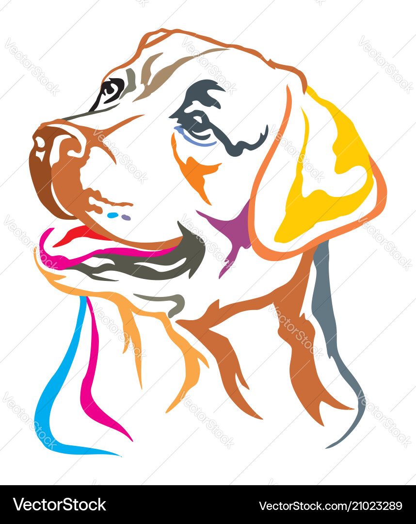Colorful decorative portrait of labrador Colorful decorative portrait of labrador vector image