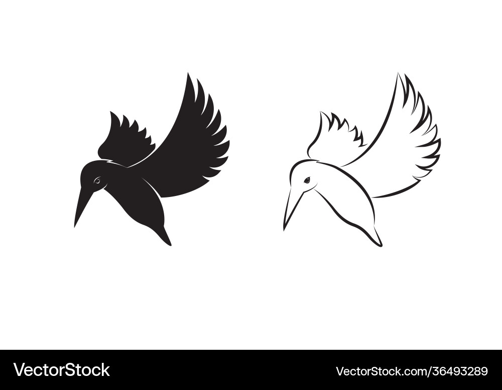 Kingfishers bird design Kingfishers bird design vector image