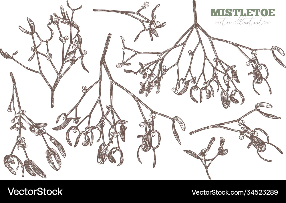 Set sketch hand drawn mistletoe Set sketch hand drawn mistletoe vector image