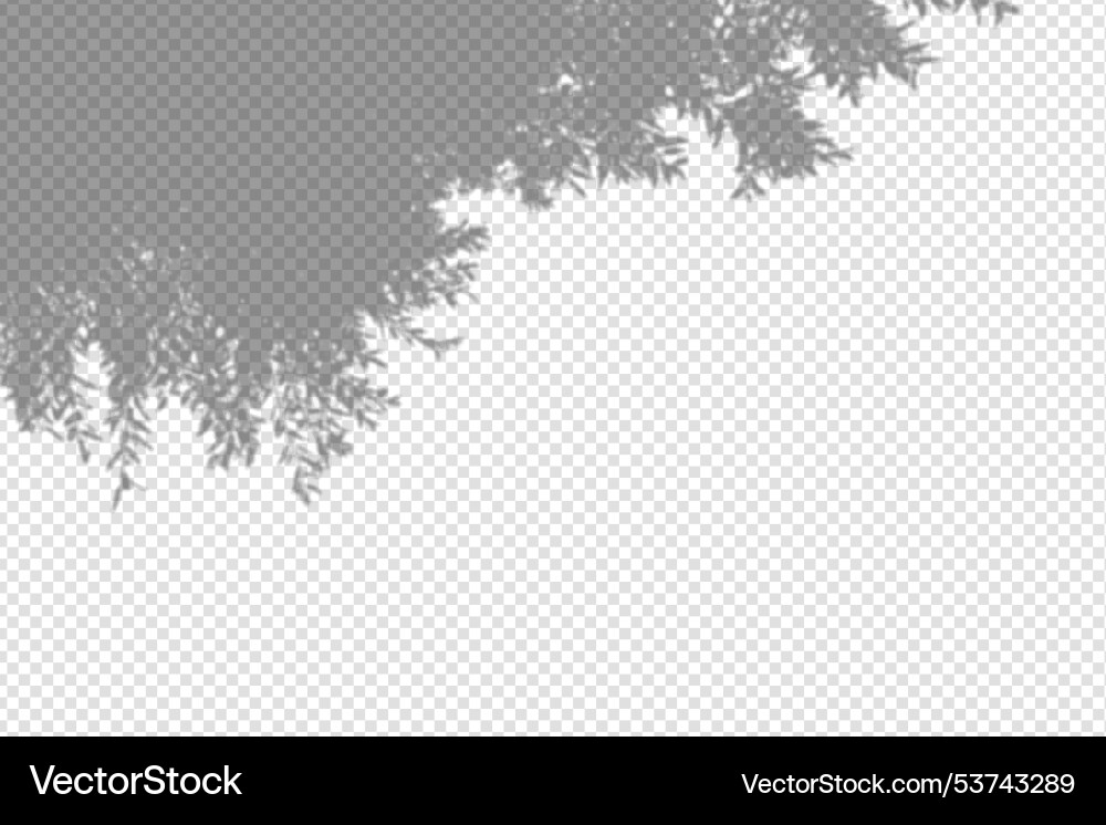 Shadow overlay from a tree branch isolated Shadow overlay from a tree branch isolated vector image