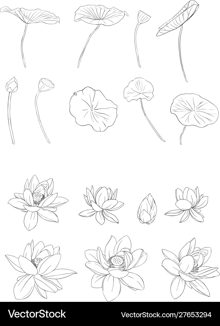 Lotus flower set outline hand drawing isolated Lotus flower set outline hand drawing isolated vector image