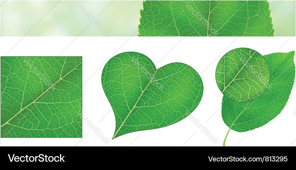 Green leaf texture Royalty Free Vector Image - VectorStock