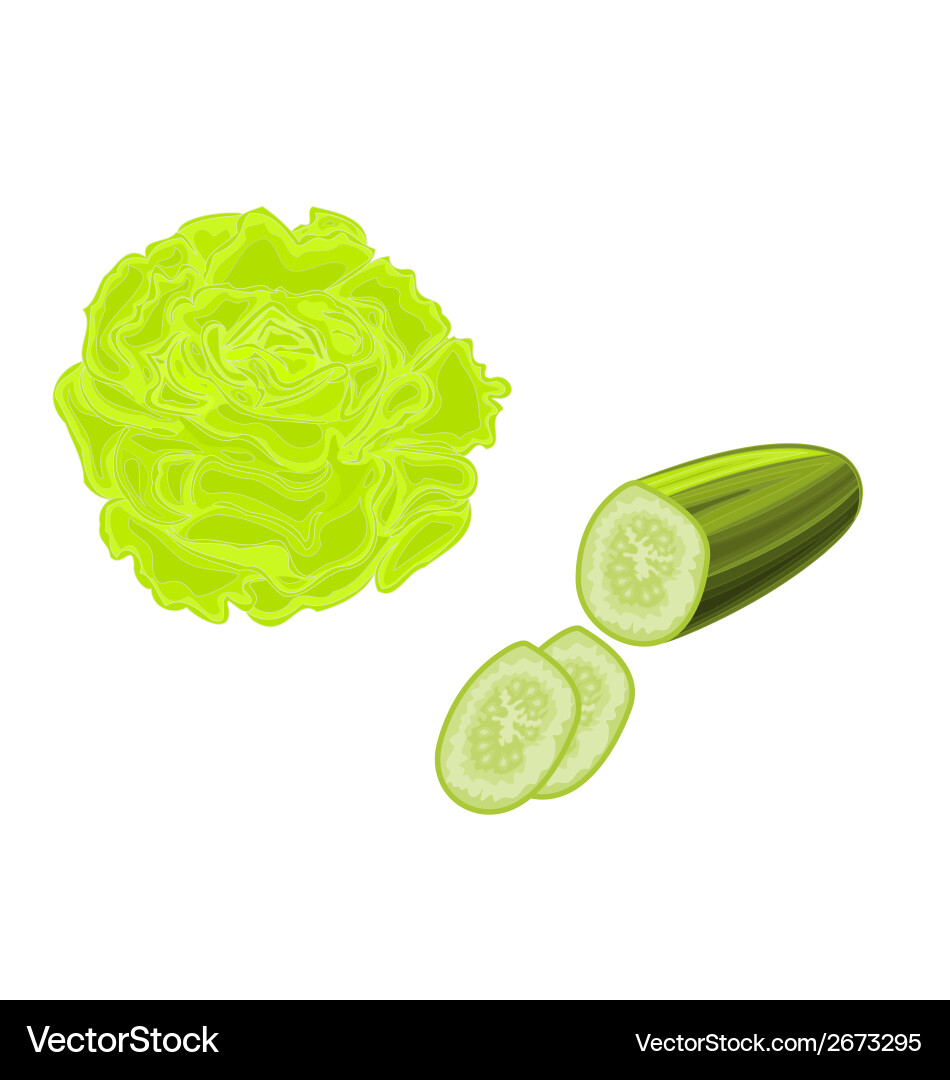 Lettuce-and-cucumber-lettuce and cucumber vector image