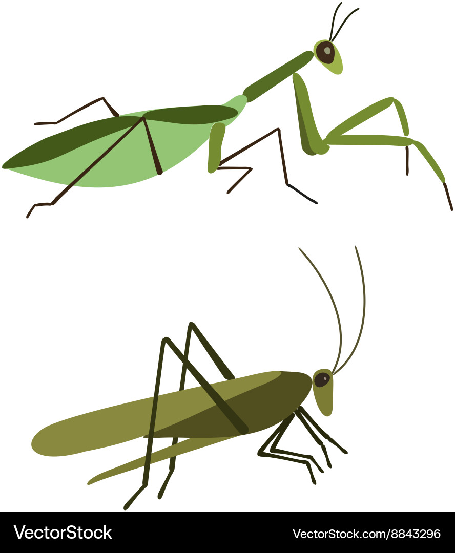 Mantis and grasshopper isolated vector image