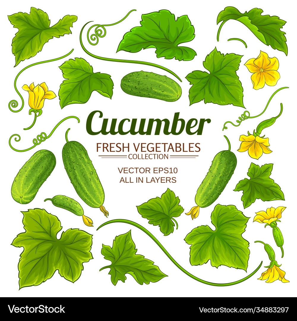 Cucumber elements set on white background Cucumber elements set on white background vector image