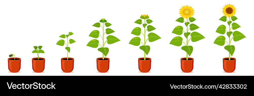 Sunflower in pot stages germination yellow indoor Sunflower in pot stages germination yellow indoor Vector Image