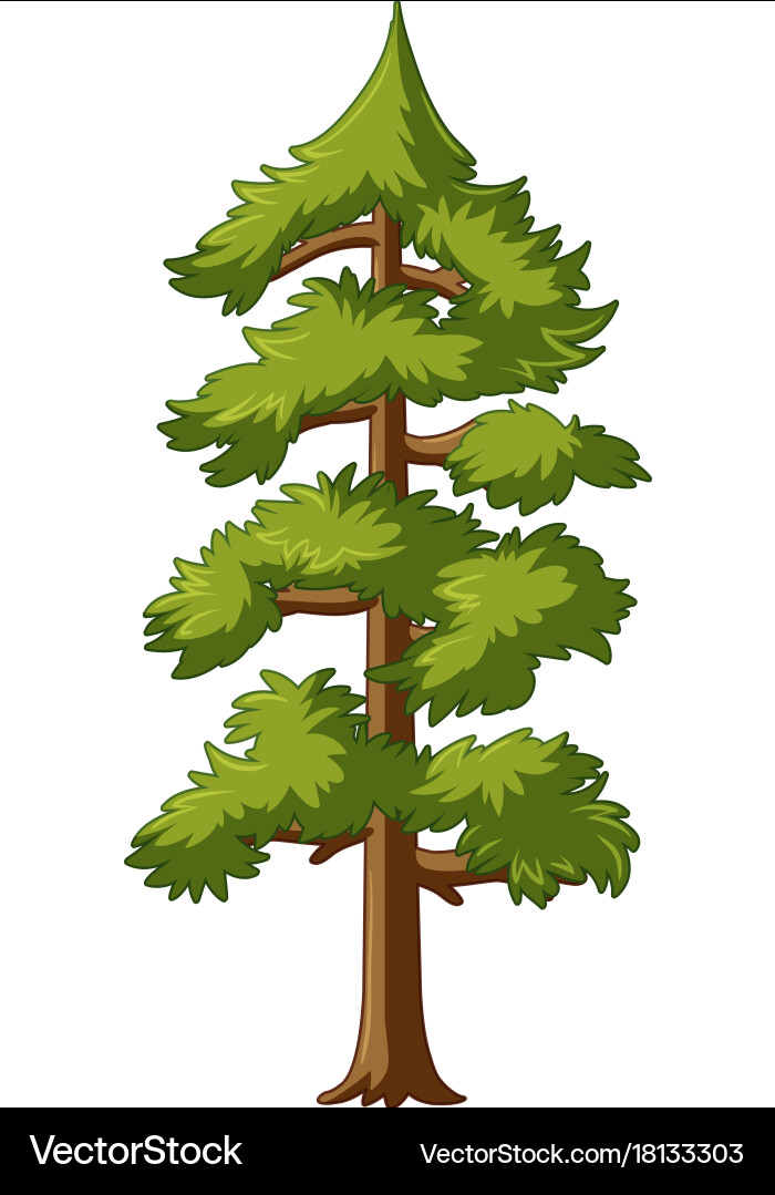 Pine tree with talk trunk vector image