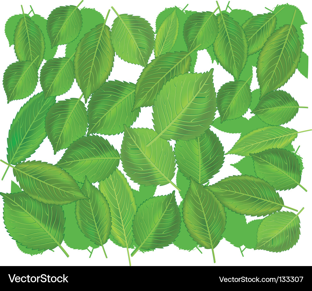 Green leaves Vector Image
