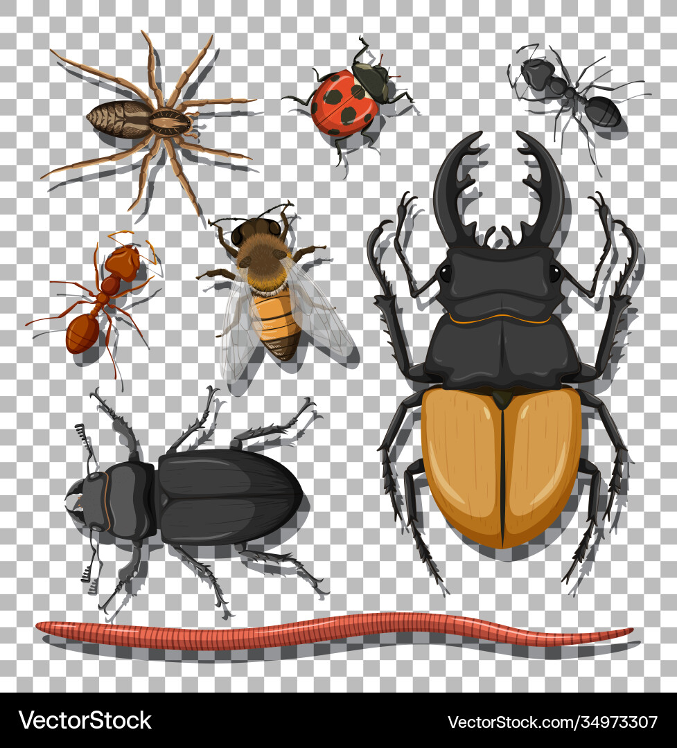 Set different insects on transparent background Set different insects on transparent background vector image