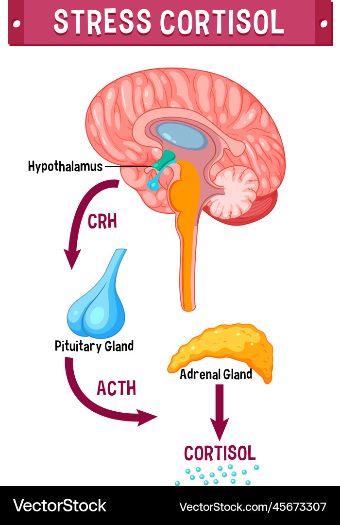 Stress cortisol system scheme Royalty Free Vector Image