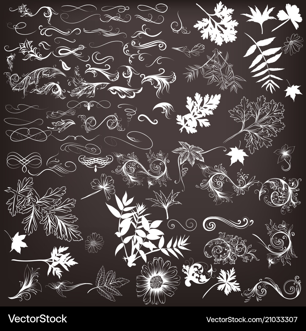 Vintage Calligraphic Swirls & Flourishes vector image