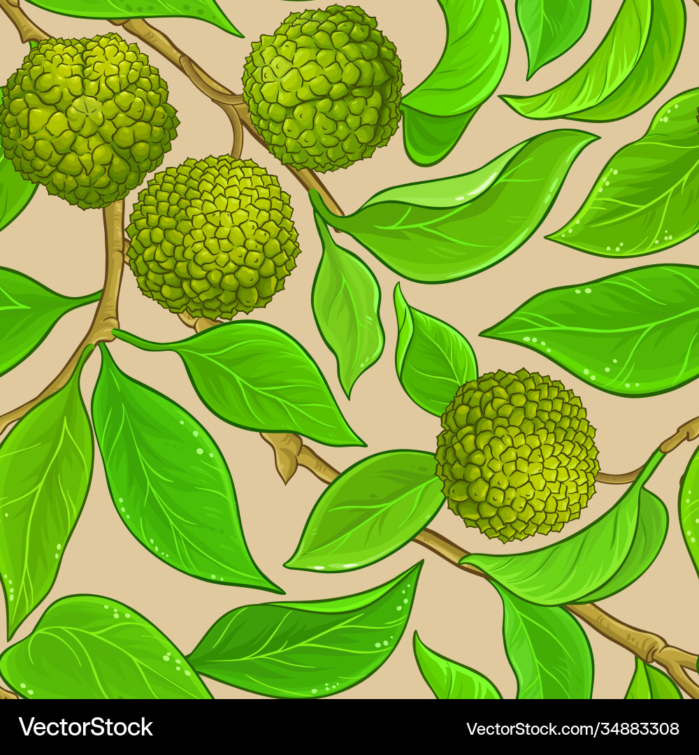 Calodendrum pattern Calodendrum pattern vector image