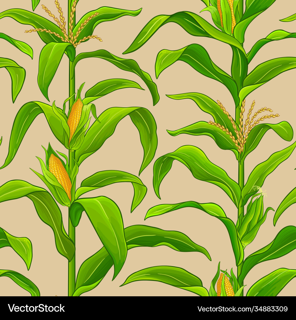 Corn pattern Corn pattern vector image