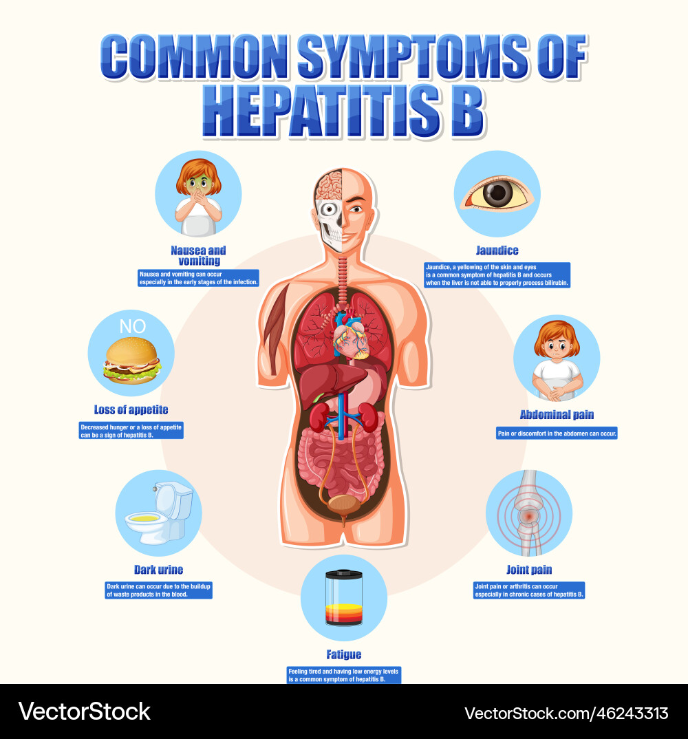 Informative poster of common symptoms hepatitis b vector image