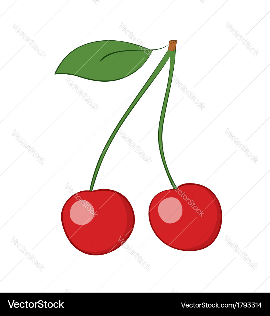 Fresh Ripe Cherries Vector Image