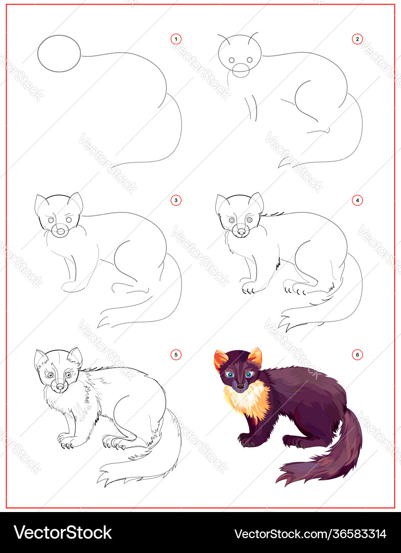 How to learn draw marten educational page How to learn draw marten educational page vector image