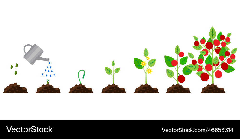 Red tomato growth cartoon infographic timeline Red tomato growth cartoon infographic timeline Vector Image