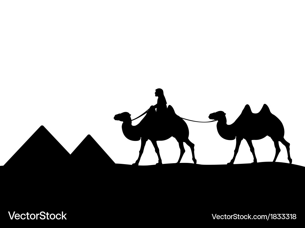 Man on the camel of pyramids Vector Image