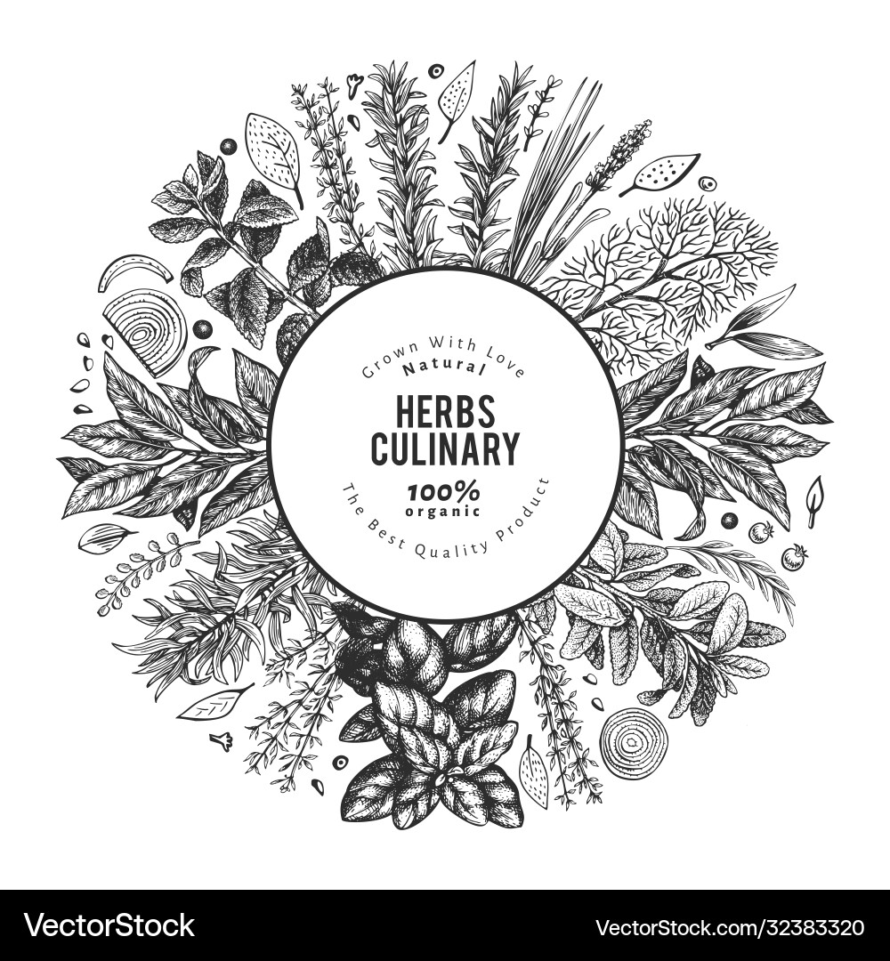 Culinary herbs banner template hand drawn vintage Culinary herbs banner template hand drawn vintage vector image