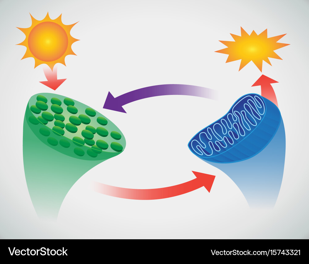 Photosynthesis Royalty Free Vector Image - VectorStock