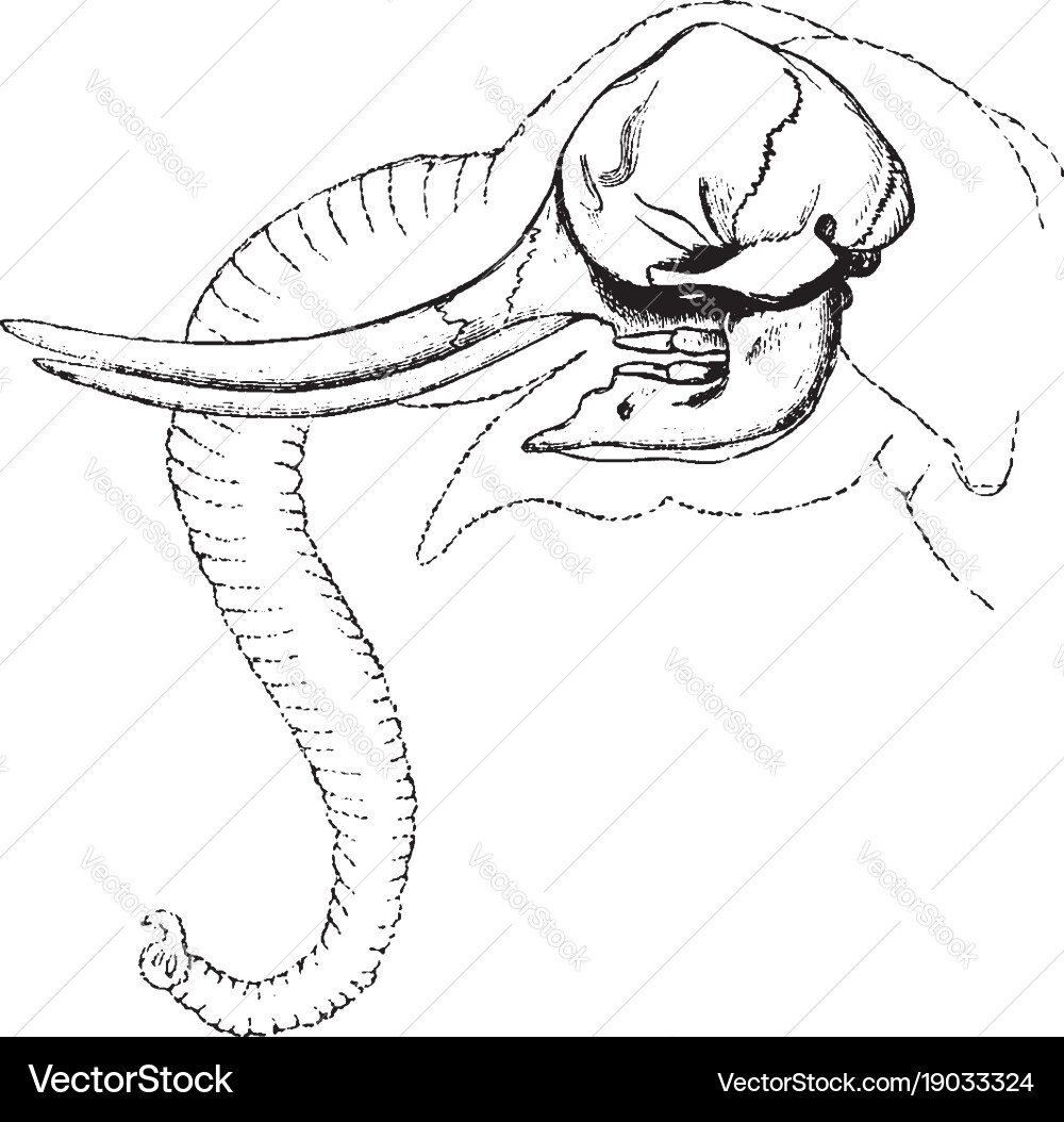 Vintage Elephant Skull Engraving Vector Image