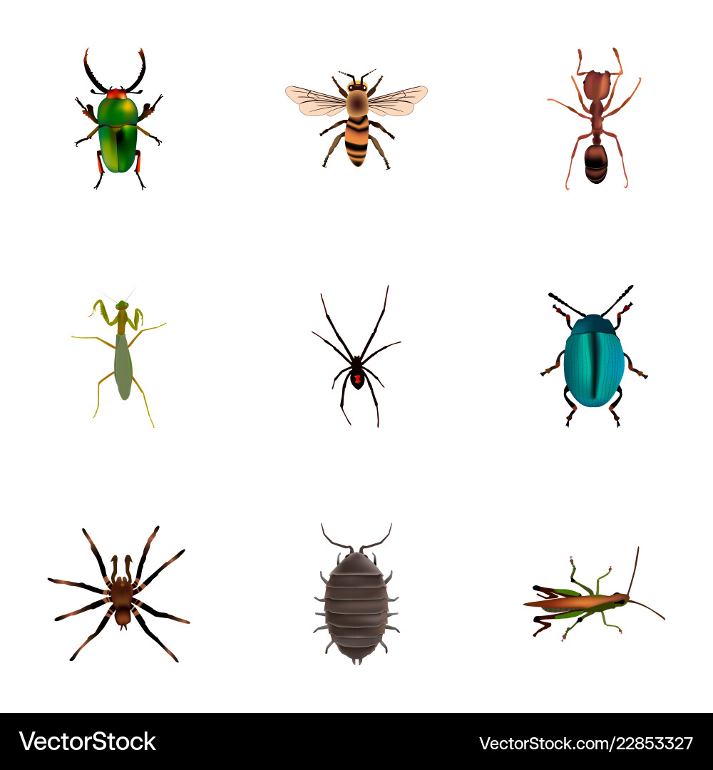 Set of insect realistic symbols with mantis bug Set of insect realistic symbols with mantis bug Vector Image