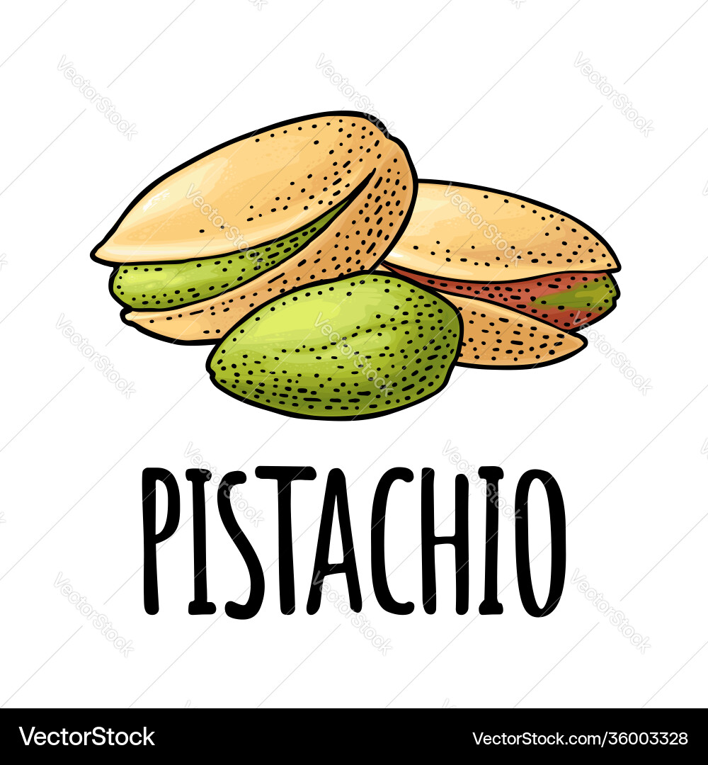 Pistachio nut with and without shell Pistachio nut with and without shell vector image