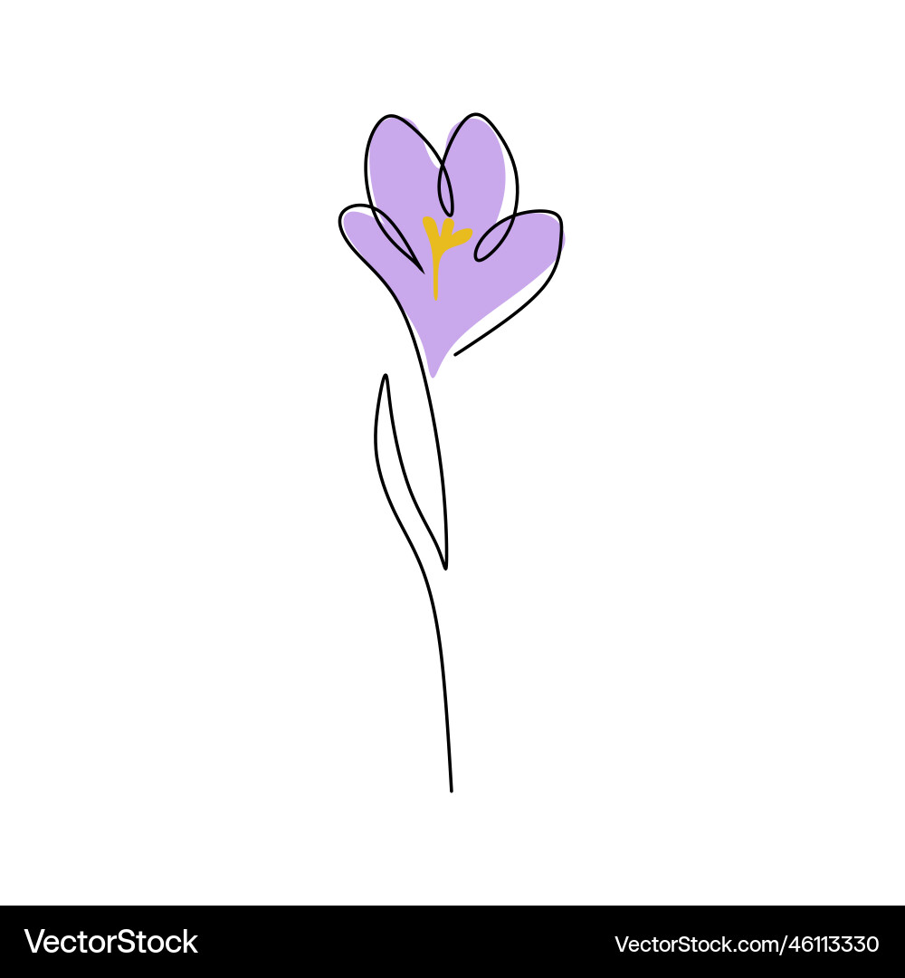 One continuous single line of crocus spring Vector Image