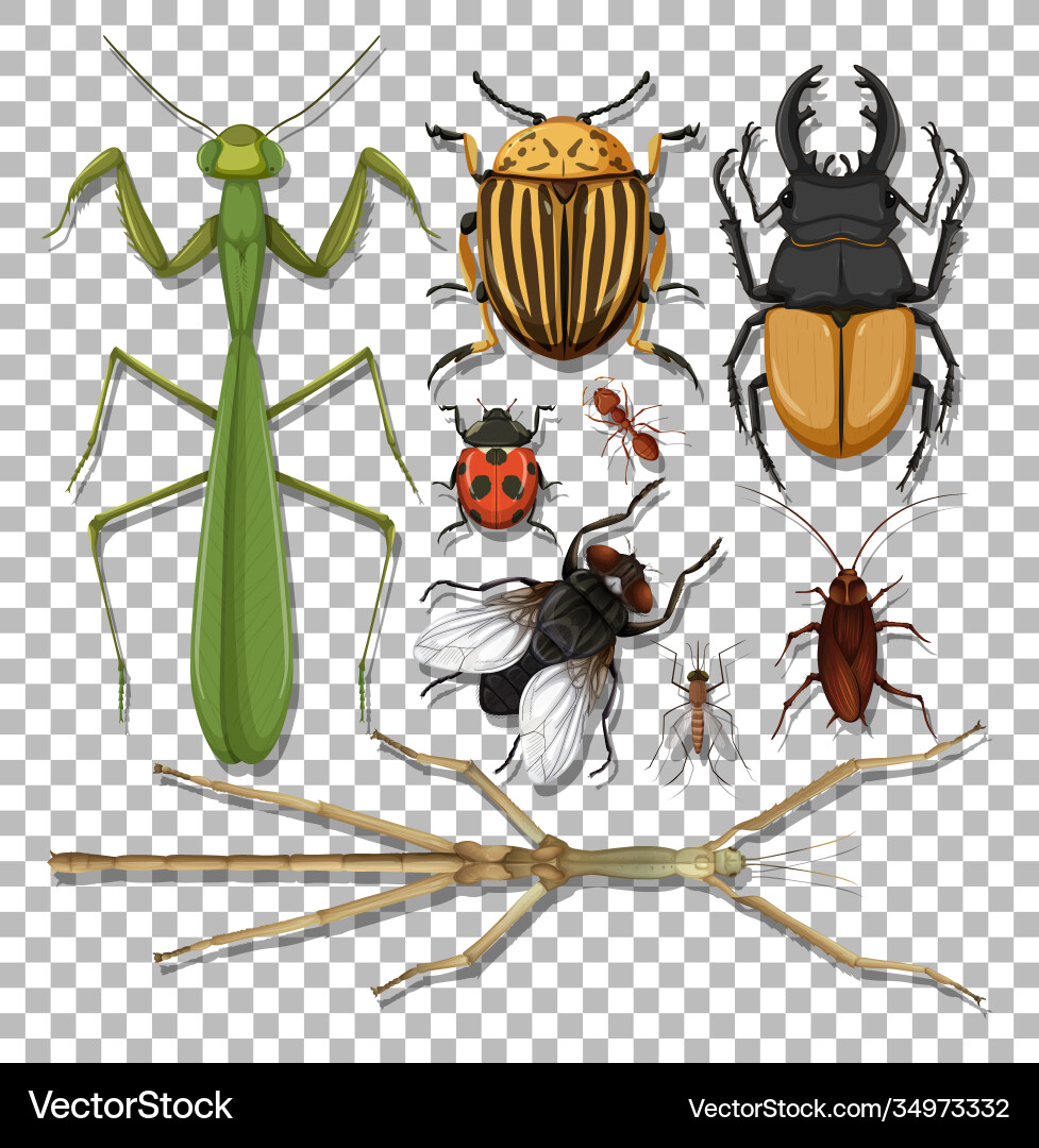 Set different insects on transparent background Set different insects on transparent background vector image