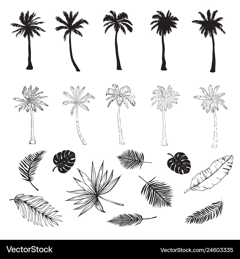 Set von Silhouetten Palmen verschiedene Set von Silhouetten Palmen verschiedene vektorbild